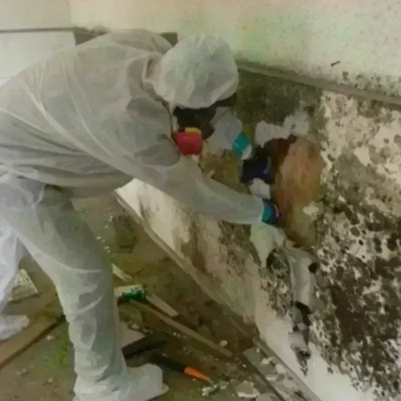 Mold Remediation and Removal in North Bend, OR